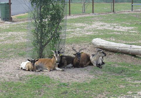 Trakėnų zoologijos sode