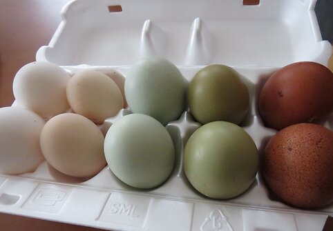 Rolando Paužos pauk&scaron;čių ūkis