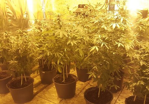 Kaune rasta 100 kg narkotikų kontrabandos