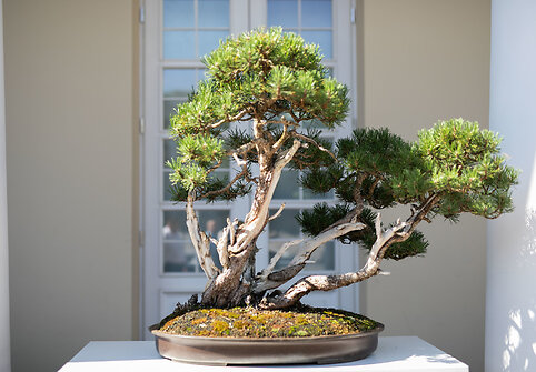Tarptautinės bonsai parodos atidarymas