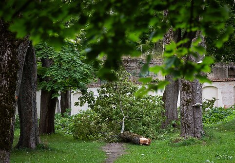 Audros padariniai Sapiegų parke ir Antakalnio kapinėse