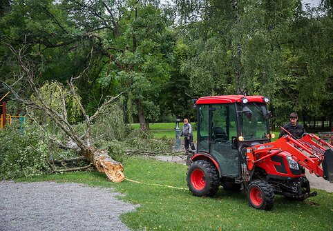 Nuvirtę medžiai Vingio parke