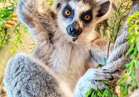 „Zoopark“ džiaugiasi pasaulį išvydusiais katinių lemūrų jaunikliais