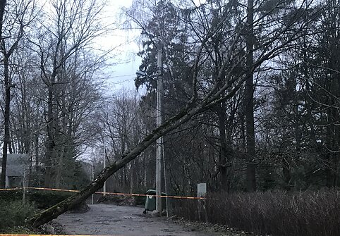 Vilniuje ant elektros laidų užvirto medis