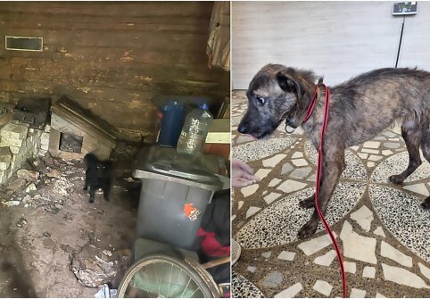 Kai&scaron;iadoryse i&scaron;gelbėti tamsoje tvarte laikyti i&scaron;badėję &scaron;unys