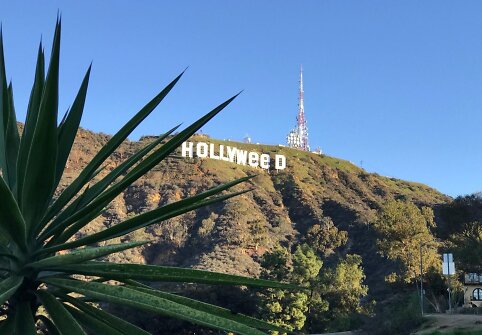 &bdquo;Hollywood&ldquo; virto &bdquo;Hollyweed&ldquo;