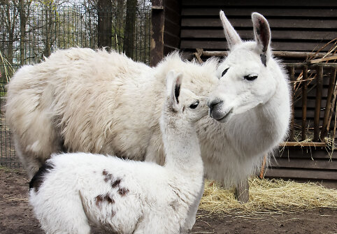 Lama Aistė su mama