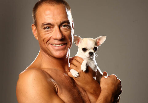  Jeano-Claude'o Van Damme'o fotosesija su čihuahua (2011 m.)