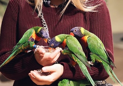 Spalis „Zoopark“ – išskirtinės pramogos ir nemokamos ekskursijos