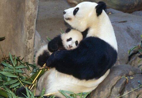 Panda su jaunikliu