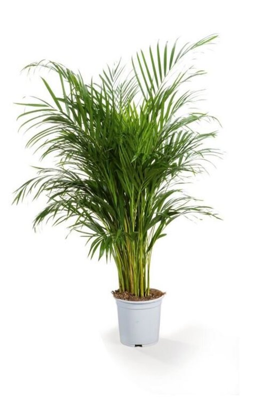 Arekinė palmė