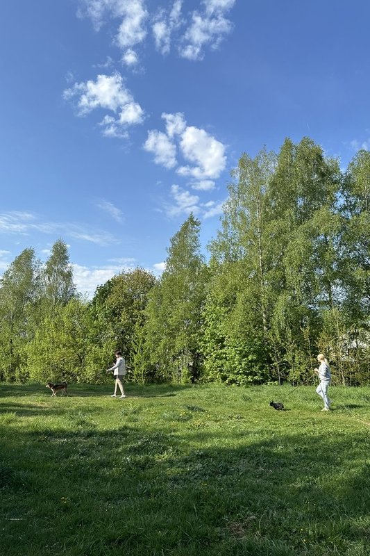 Verslai atsigręžia į beglobius gyvūnus: sudaro galimybes jiems padėti neišleidžiant nė cento