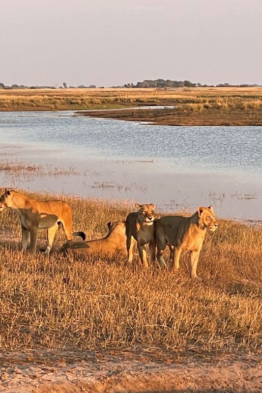 Safaris Bostvanoje 