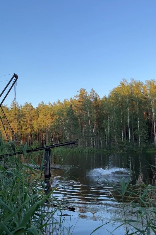 Ežeras, prie kurio Lenai Sokolovskai įgėlė angis