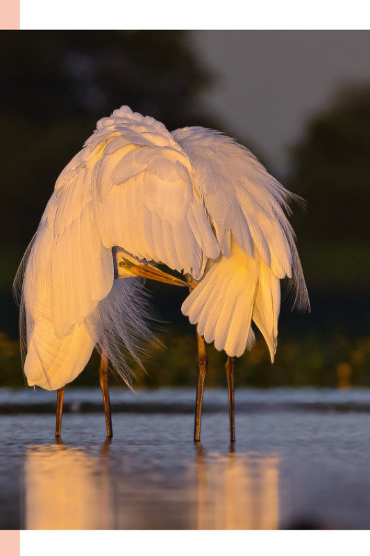 Mariaus Čepulio gamtos fotografijos