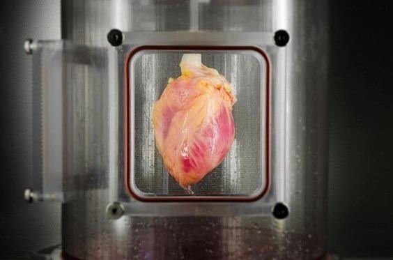 Bernhard Jank, MD, Ott Lab, Center for Regenerative Medicine, Massachusetts General Hospital/Širdies audinys, su ant jo esančiomis širdies ląstelėmis, auga tyrėjų sukurtame bioreaktoriuje