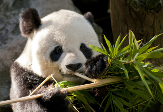 Panda graužia bambuką
