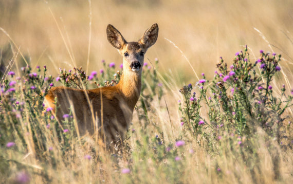 AAD Photo / Associative Illustration: Deer Cub