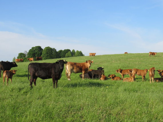 Photo by Valentinas Daubaras / Cattle farm