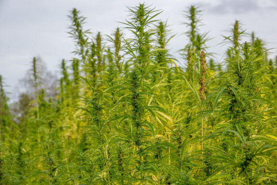 Photo by Vidmantas Balkūnas / 15min photo / Cannabis field