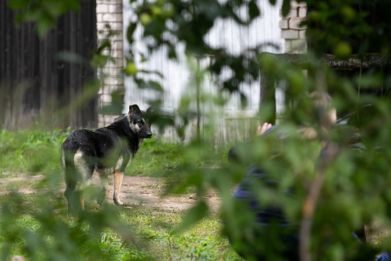 Žygimantas Gedvila / 15min photo / Kennel in Širvintos, which has attracted the attention of animal rights defenders