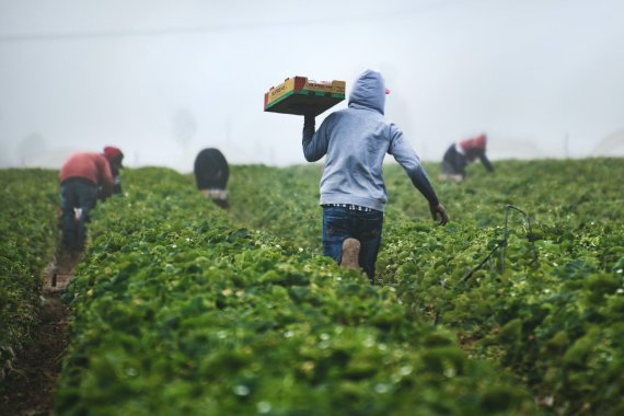 Tim Mossholder / Unsplash / Strawberry Picking