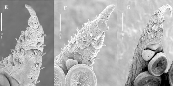 Montserrat Coll Lladó, Jim Swoger/Mikroskopiniai aštuonkojų jauniklių organų vaizdai