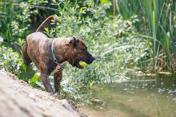 Erik Ovcharenko / 15min photo / Pets of the shelter owner