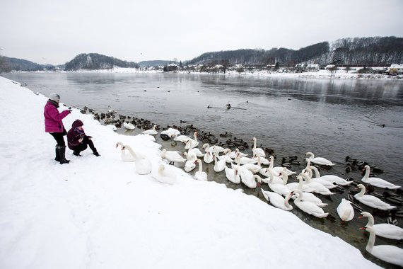 Photo by Erik Ovcharenko / 15min photo / Birds in winter