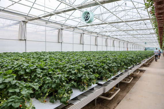 Photo by Erik Ovcharenko / 15min photo / Strawberry harvest