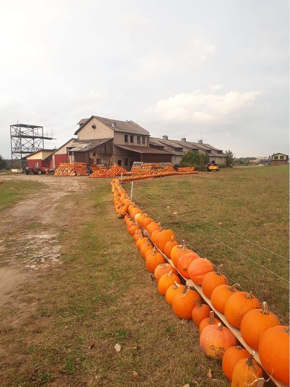 Photo by Dexterių Ūkis / Farmers who grew several dozen tons of pumpkins decided to sell them creatively