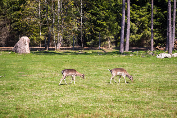 Photo by Vidmantas Balkūnas / 15min.lt / in Žvėrinčius Telšiai district