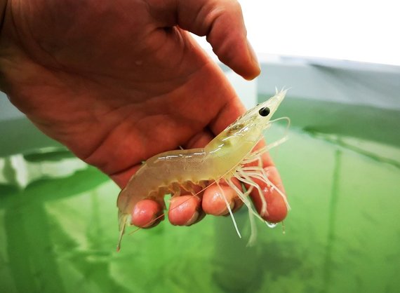 Photo by Gintautas Narvilas / Shrimp farming