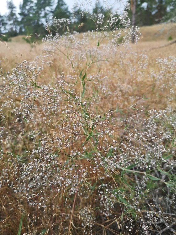 Photo from the Curonian Spit / Soapstone National Park Directorate spread across the dunes.