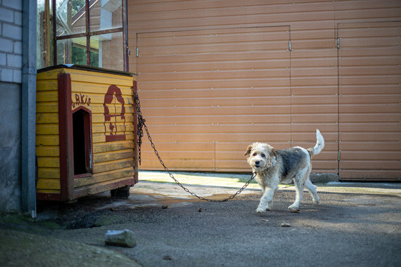 Photo by Julius Kalinskas / 15min / Dog Grooming