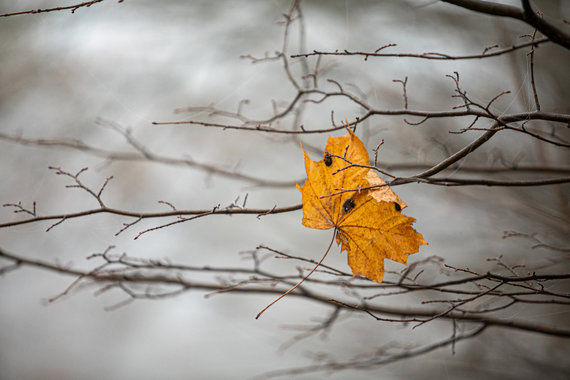 Photo by Julius Kalinskas / 15min / Early morning in the Markučiai park