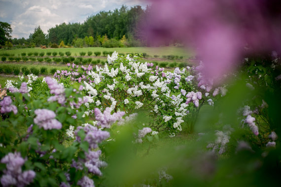 Julius Kalinskas / 15min / Vilnius KU Kairenai Botanical Garden photo - the heat of the olive tree bloom