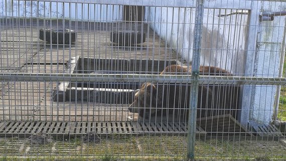 15min photo of the reader / bear in Grūtas Park