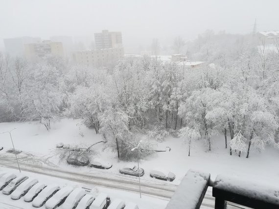 Trinapolio st.  a tree has been in the car since morning