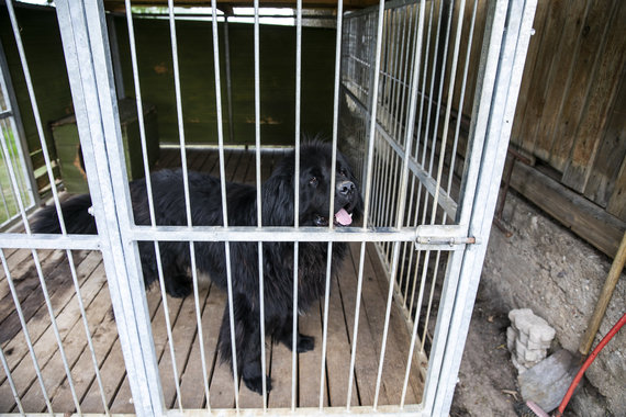 Luke April / 15min photo / Newfoundland Ogis breed