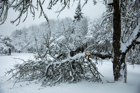 Luke April / Photo of 15min / Heavy snow fell the trees mercilessly