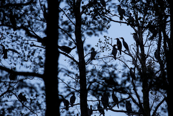 Luke April / 15min photo / Cormorant Colony