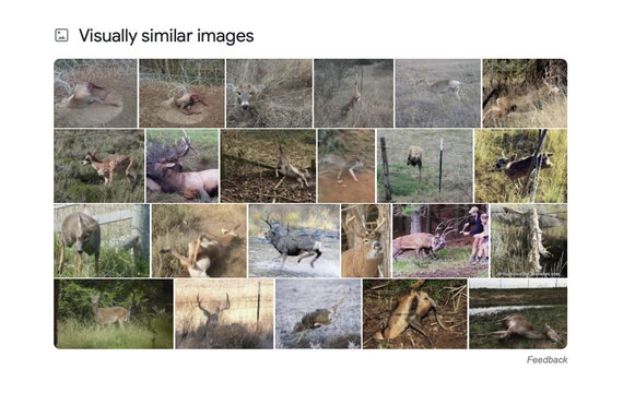 Screenshot You can find more than one photo of a dead deer at google.com/Internet