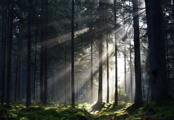 Photo by Andrius Čeponis / Forest Bath