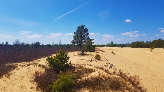 Photo by Tautvydas Pažarskis / Rūdininkai dunes