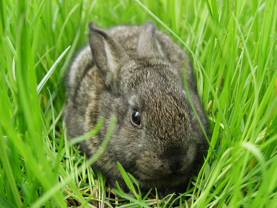 Photo by Marius Morkūnas / Rabbit