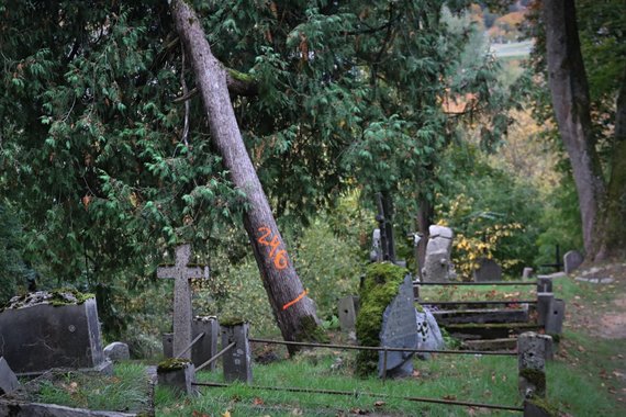 Indrė Bungardaitė / 15min photo / Trees are cut down in the Bernardinai cemetery