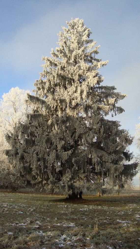 Photo VSTT / Barklainiai stately fir