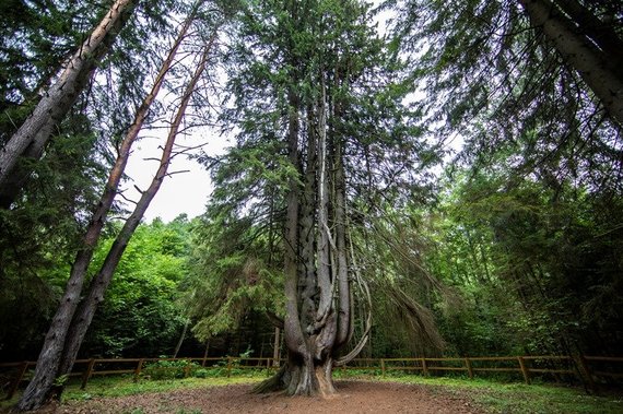 VSTT Photo / Witch Spruce