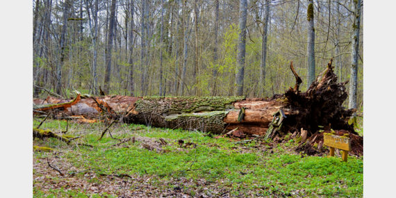 Photo by Eglė Kuktienė / Sharava oak